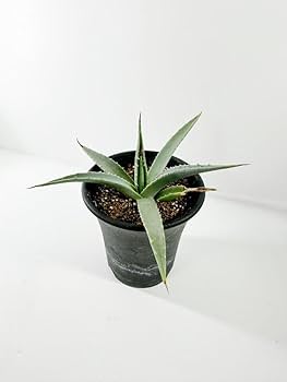 【ゆきさん専用】【鬼コレクション株】アガベ ユタエンシス エボリスピナ アガベ ユタエンシス エボリスピナ / ES-08 | アガベ専門店